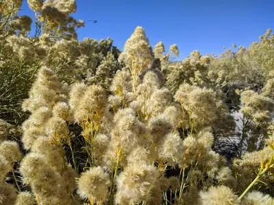 Mono Lake - 40349589633