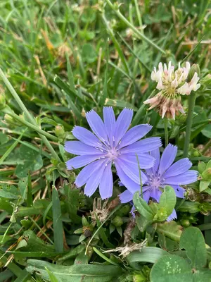 Purple chicory flower