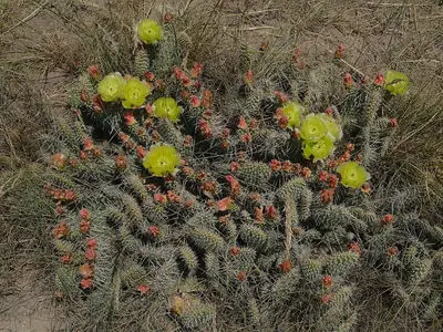 Opuntia polyacantha Upper Ruby River 02