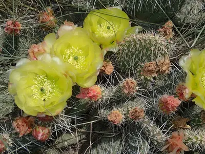 Opuntia polyacantha Upper Ruby River 03