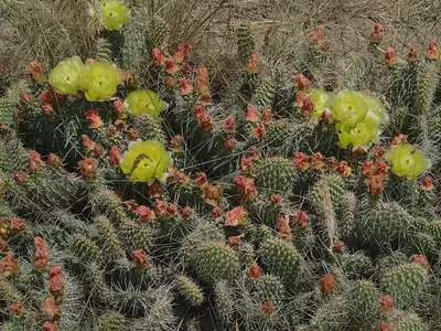 Opuntia polyacantha Upper Ruby River 01
