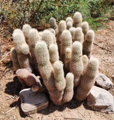 Echinocereus dasyacanthus dasyacanthus 11