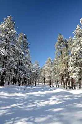 Dogtown Lake Campground (24708489620)