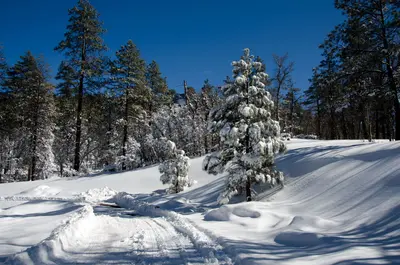 Dogtown Lake Campground (24708498260)