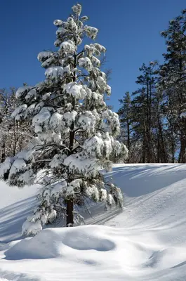 Dogtown Lake Campground (24977680126)