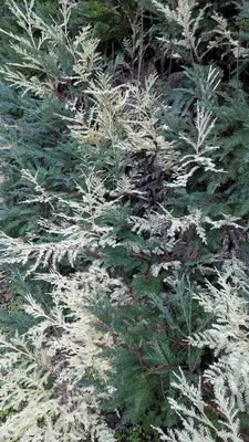 Albino redwood Guerneville