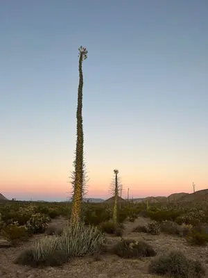 Cirio Fouquieria columnaris al caer la tarde