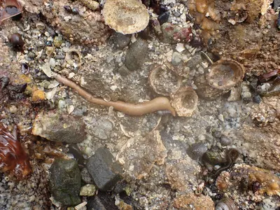 Phascolosoma agassizii 145765479