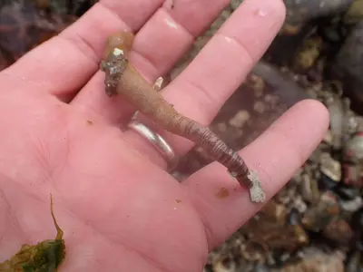 Phascolosoma agassizii 145765511