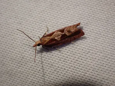 Epinotia vagana
