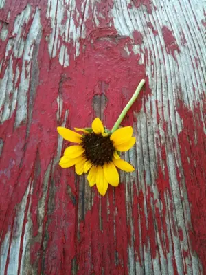 Wildflower (6100246315)