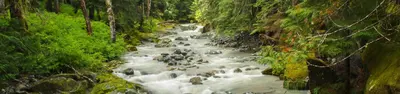 Ohanapecosh Group Campground