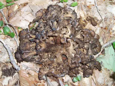 Polyporus umbellatus 158549