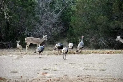 Lofers Bend West - turkeys