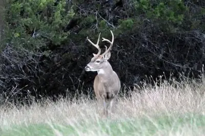 Lofers bend west-deer