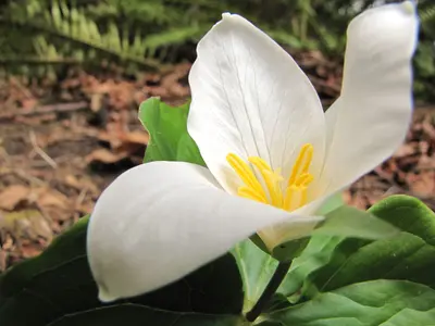 Is this a trillium? (4207520303)