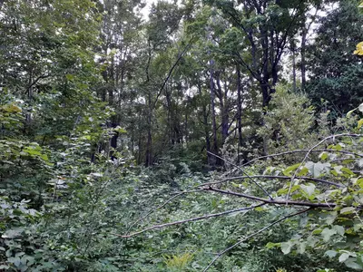 Vegetation along hiking trail Mara Prov Park ON 20180811 194918