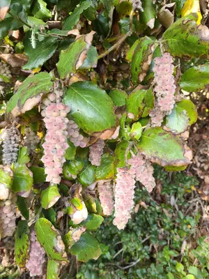 Coast Silk Tassel (Garrya elliptica), Redwoods NP, Del Norte, California 1