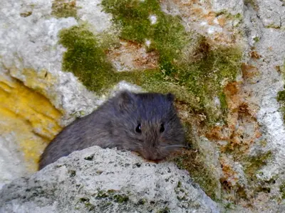 Microtus longicaudus 4296303