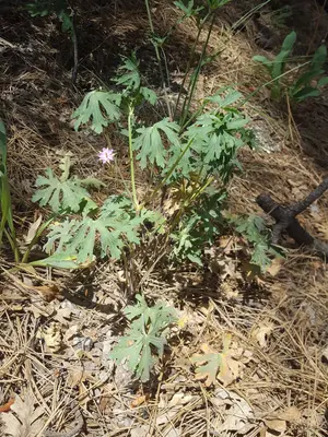 Geranium caespitosum 8629596