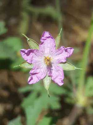 Geranium caespitosum 8629605