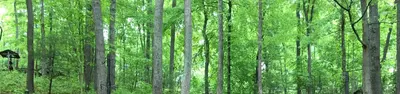 Cardens Bluff Campground