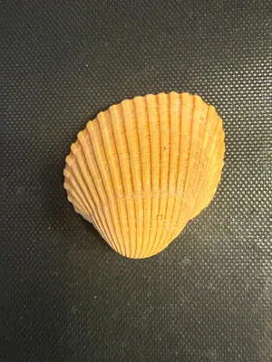 Lunarca ovalis 610448592
