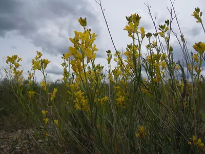 Schoenocrambe linifolia (5008056399)