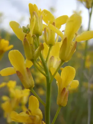 Schoenocrambe linifolia (5008056829)