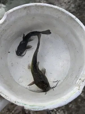 Bullhead fish juveniles (Ameiurus)