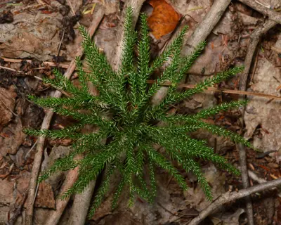 Dendrolycopodium sp. - Algonquin Provincial Park 2019-09-20
