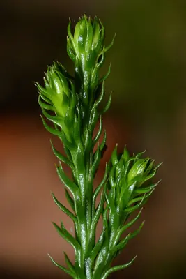 Prickly Tree-Clubmoss (Dendrolycopodium dendroideum) - Algonquin Provincial Park 2019-09-20 (01)