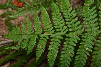 Intermediate Wood Fern (Dryopteris intermedia) - Algonquin Provincial Park 2019-09-20