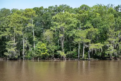USA - Texas - Karnack - Big Cypress Bayou - 51368300491