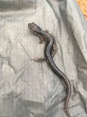 Plethodon chattahoochee 61873267