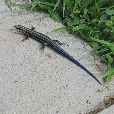 Juvenile five-lined skink 20220728
