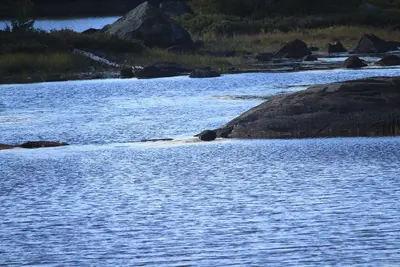 A "short cut", but too risky. Shallow there, and slippery. Only traverse with a lightly loaded canoe - panoramio