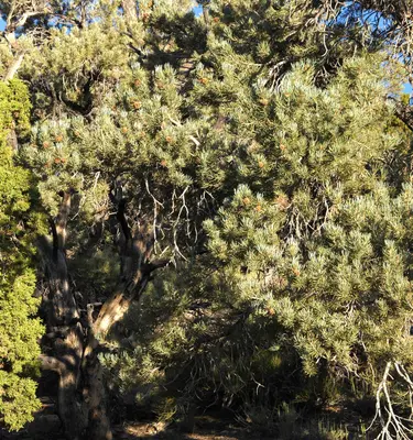 Pinus monophylla White - Inyo Range 2