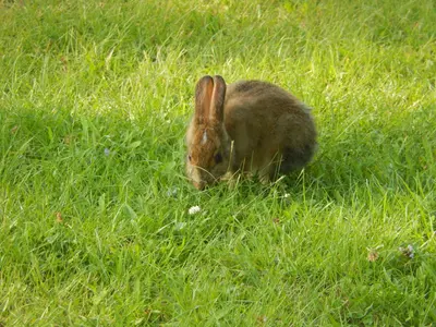 Lepus americanus - Blomidon Provincial Park 03