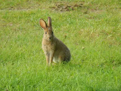 Lepus americanus - Blomidon Provincial Park 01