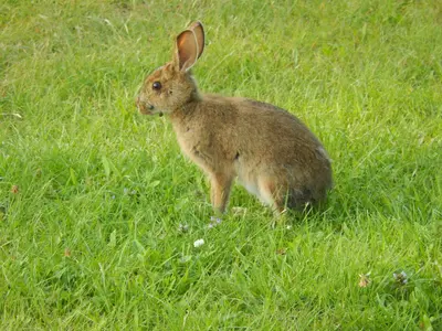 Lepus americanus - Blomidon Provincial Park 02