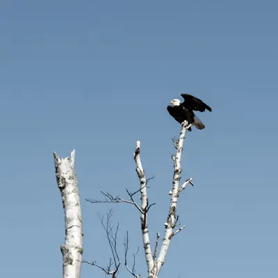 Bald Eagle, Two Harbors, MN 3 29 18 (26230190367)
