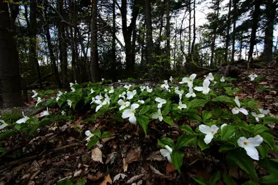 Trillium (33834851863)