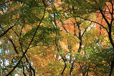 United colors of fall (30067491403)