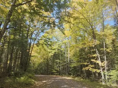 Road into Beaver lake