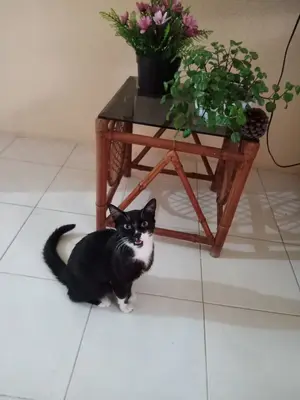 Gatito en casa