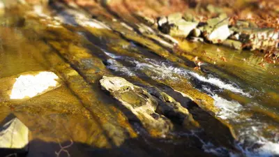 Prince William Forest Park - January Walk (12020891715)