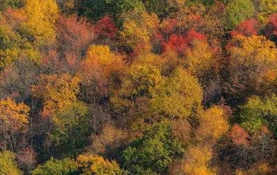 Pennsylvania Fall Colors (50499194538)