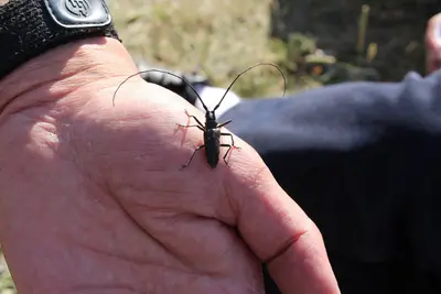 White Spotted Sawyer Beetle
