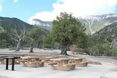Mahogany Grove